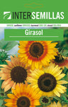 Pacote De Sementes De Girassol