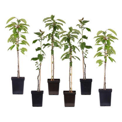 Manzano - 6 Pzs - Malus - Altura 60-70cm - ⌀9cm_0