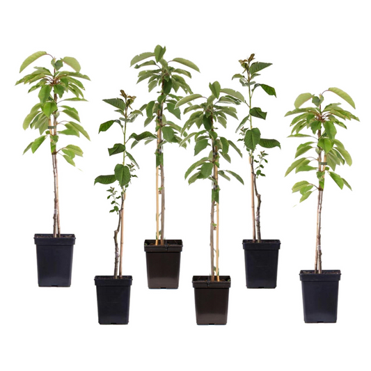 Manzano - 6 Pzs - Malus - Altura 60-70cm - ⌀9cm_0