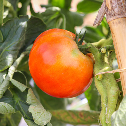 Plantón Tomate Híbrido 2 Unidades - PlantaBo_1