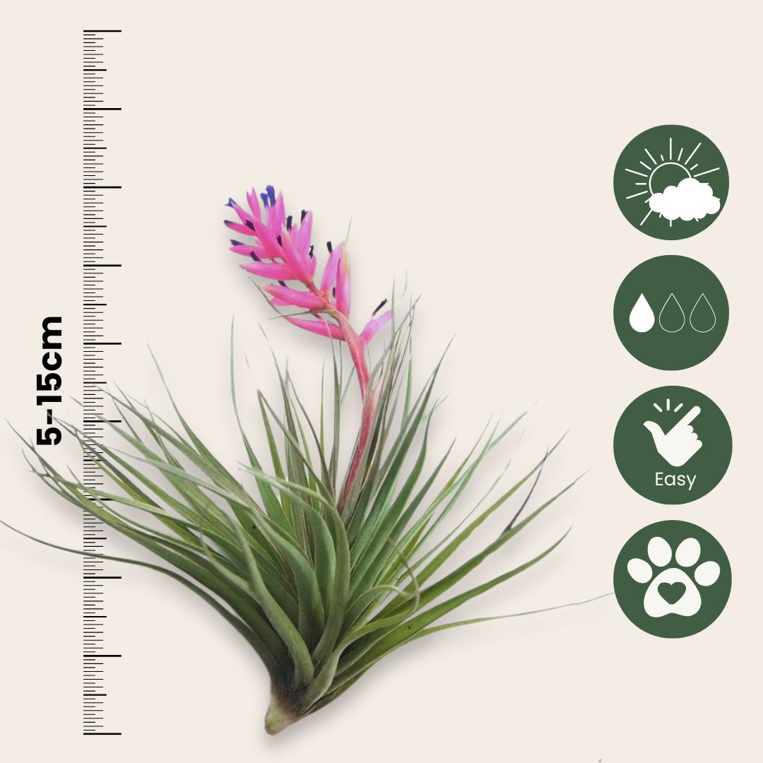 Claveles De Aire - 10 Pzs - Tillandsia - Altura 5-15cm - ⌀5cm_2