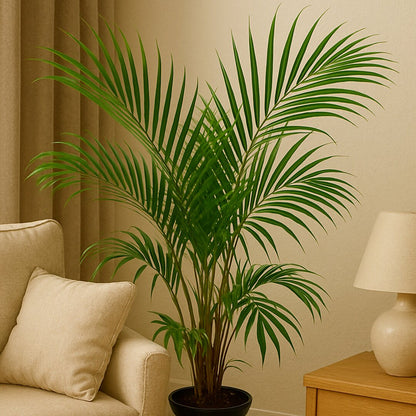 Areca Lutescens Para Exterior M20 150-170cm_4