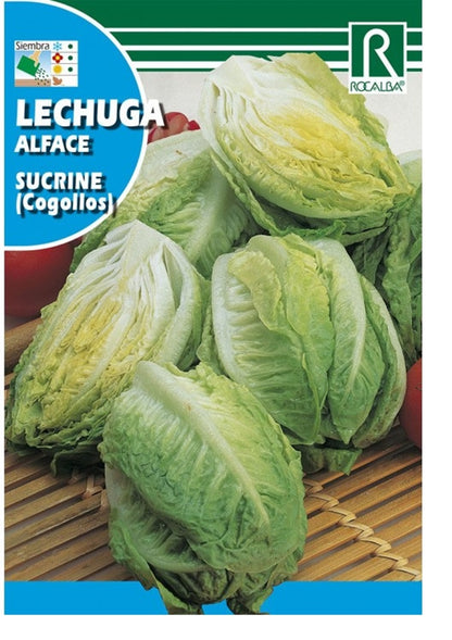 Semillas Lechuga Sucrine Cogollos 3g_0