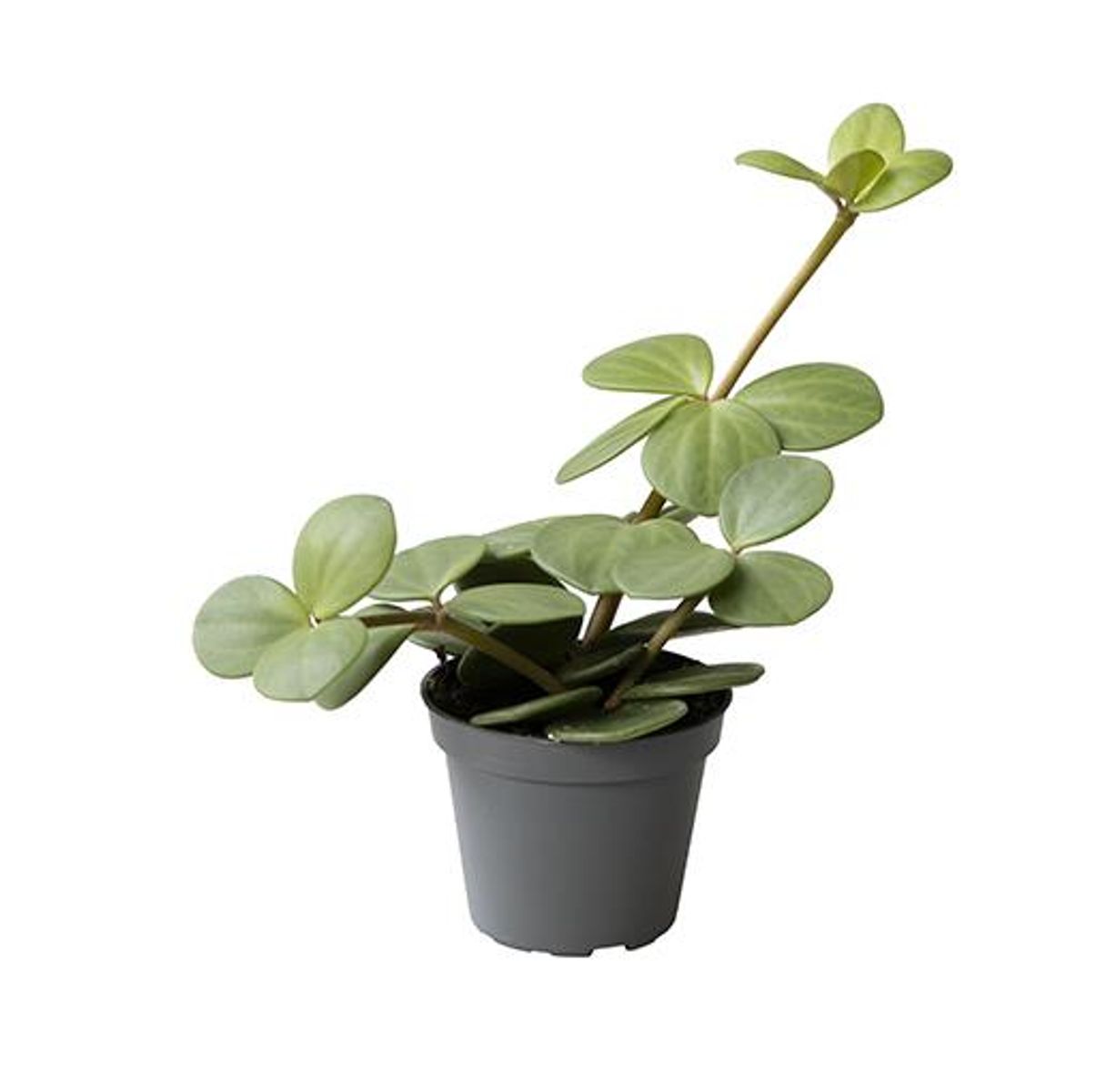 Planta Peperomia Hope De Interior Mini Ø5 Cm_0