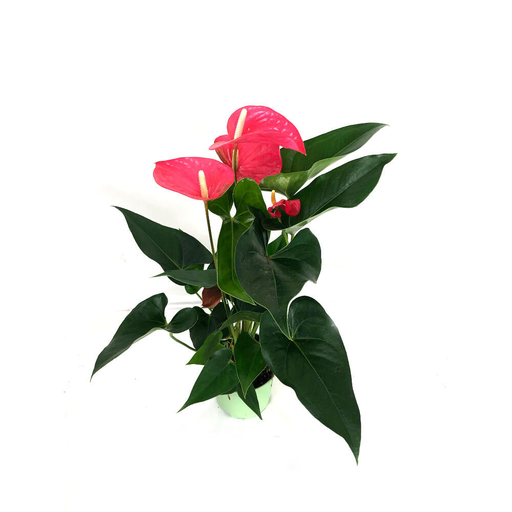 Anthurium Andreanum Mine Rosa M14_1