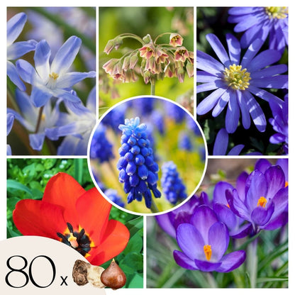 Mezcla De Bulbos De Flor - 80 Pzs - Bulbos De Flores_0