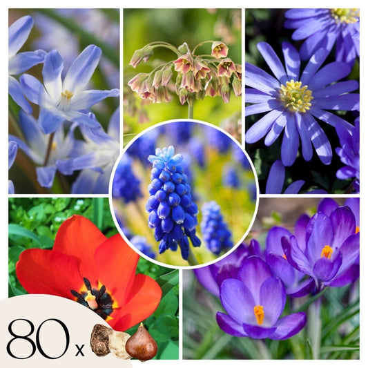 Mezcla De Bulbos De Flor - 80 Pzs - Bulbos De Flores_0