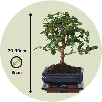 Bonsái - Carmona Microphylla - Altura 25-30cm - ⌀15cm_2