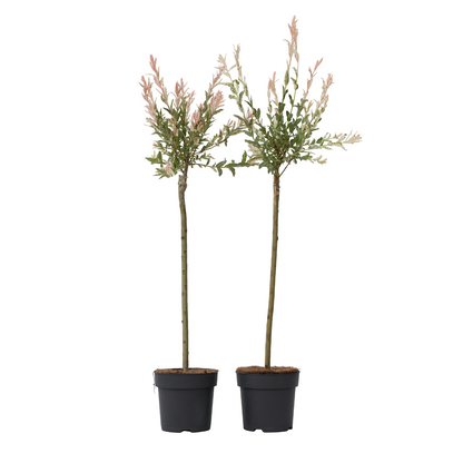 Árbol Flamenco - 2 Pzs - Salix Integra 'flamingo' - Altura 90-110cm - ⌀19cm_0