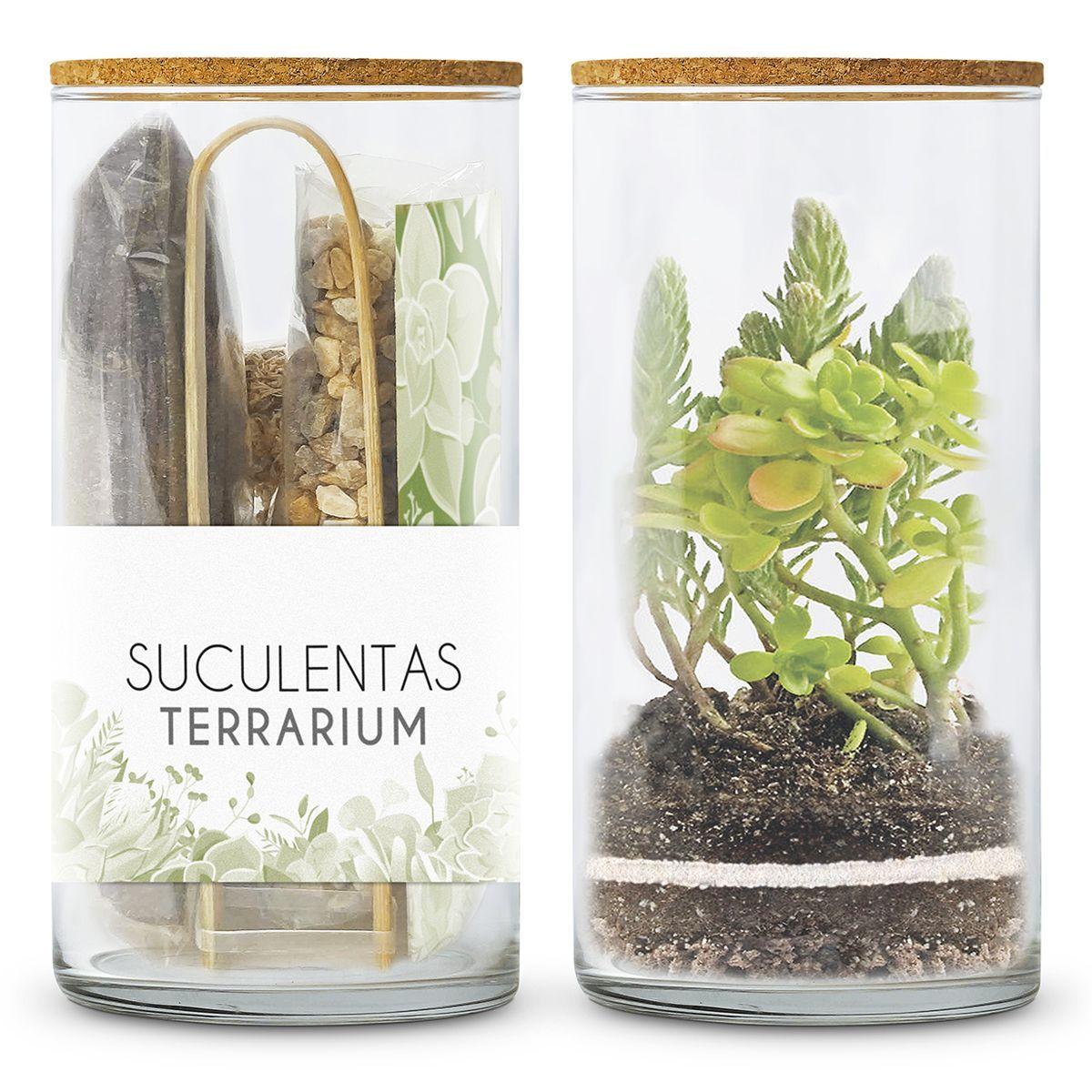Kit Terrário para Suculentas