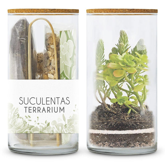 Kit Terrário para Suculentas