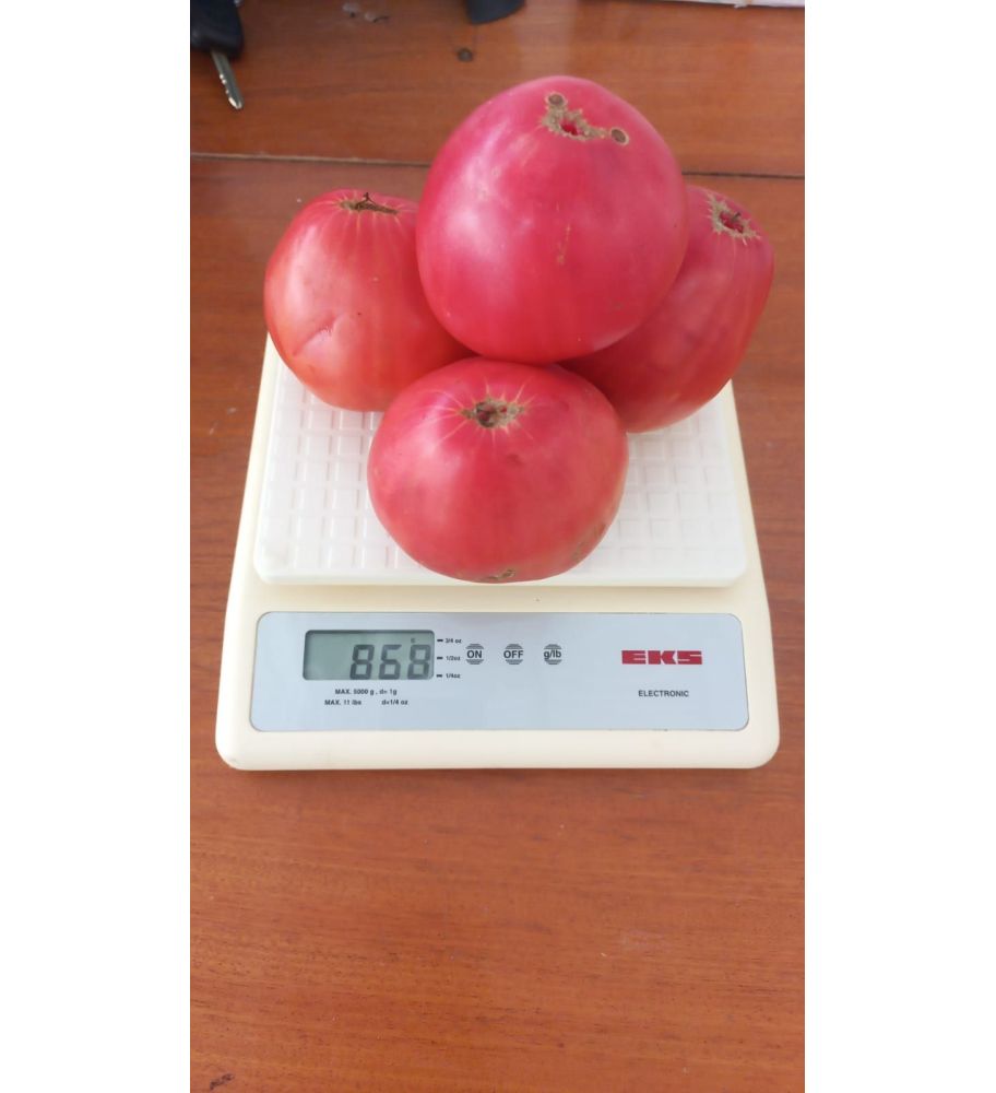 Plantón Tomate Corazón De Buey Rosa (10 Unidades)_0