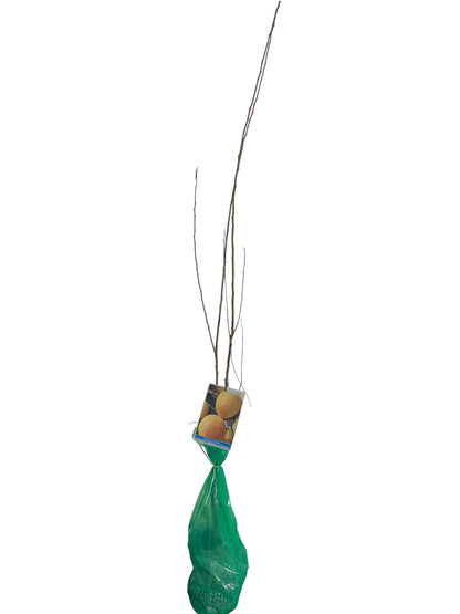 Frutal Albaricoque Bulida Cepellón 140 CM_0