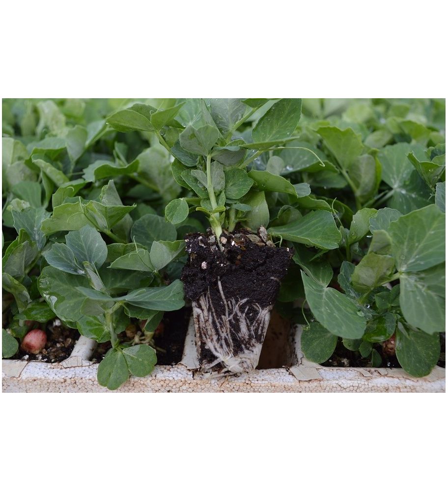 Plantón Guisante (10 Unidades)_1