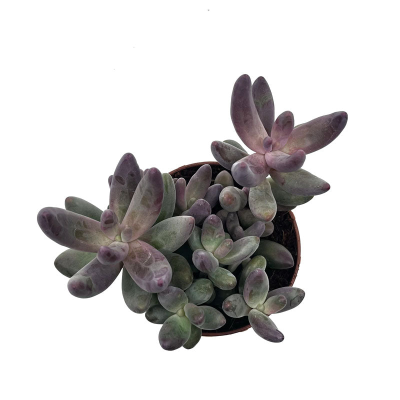 Pachysedum Ganzhou Cactus Y Suculentas M8,5 cm Ø_1