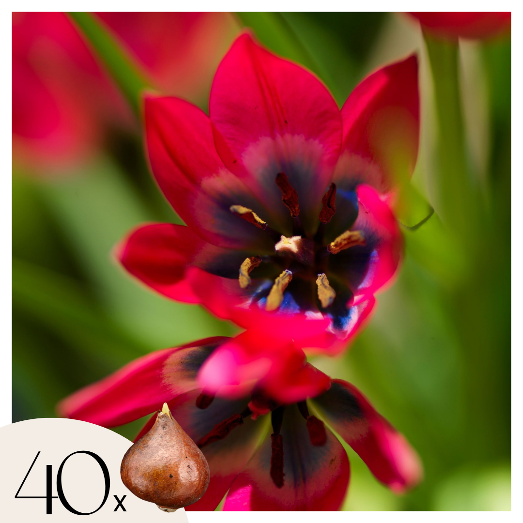 Bulbos De Tulipán - 40 Pzs - Tulipa 'little Beauty' - Bulbos De Flores - Rojo_0
