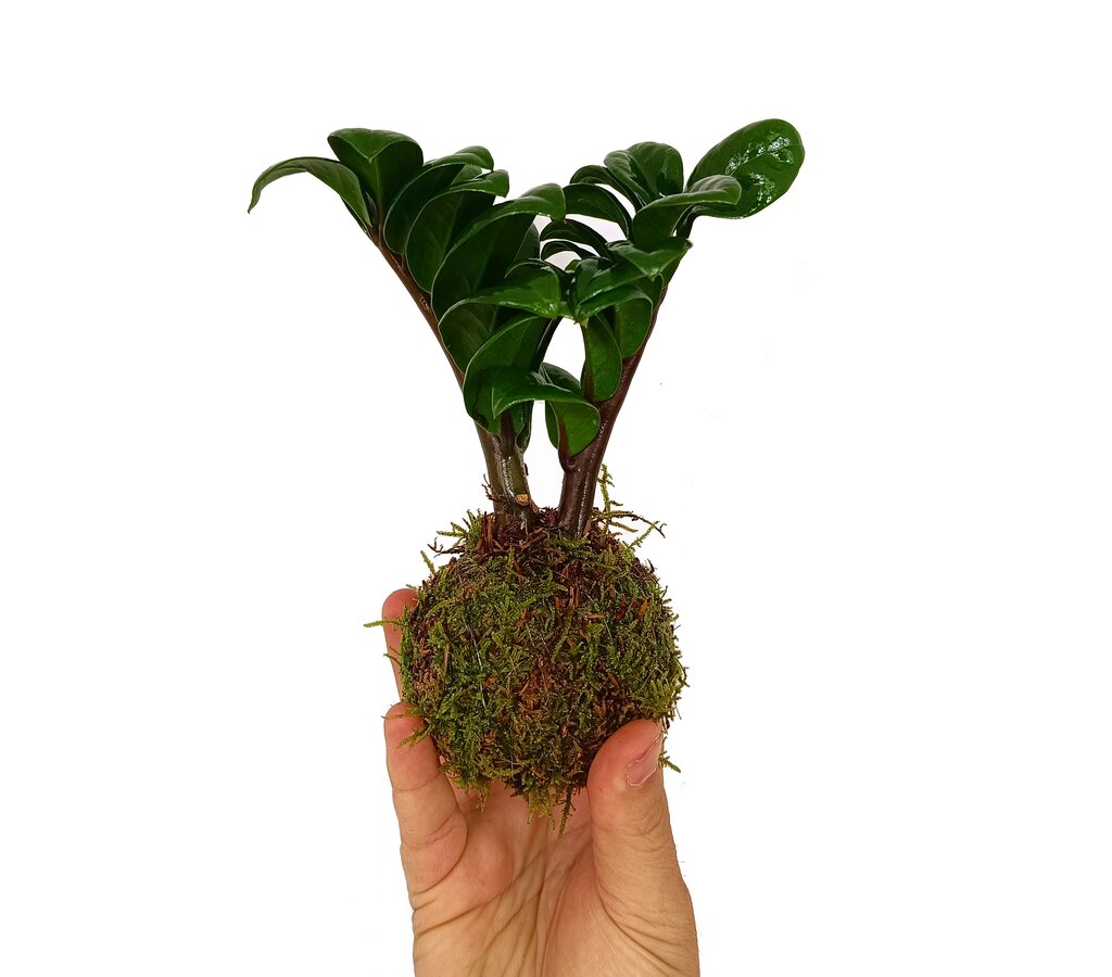 Kokedama Zamioculca Mini_1