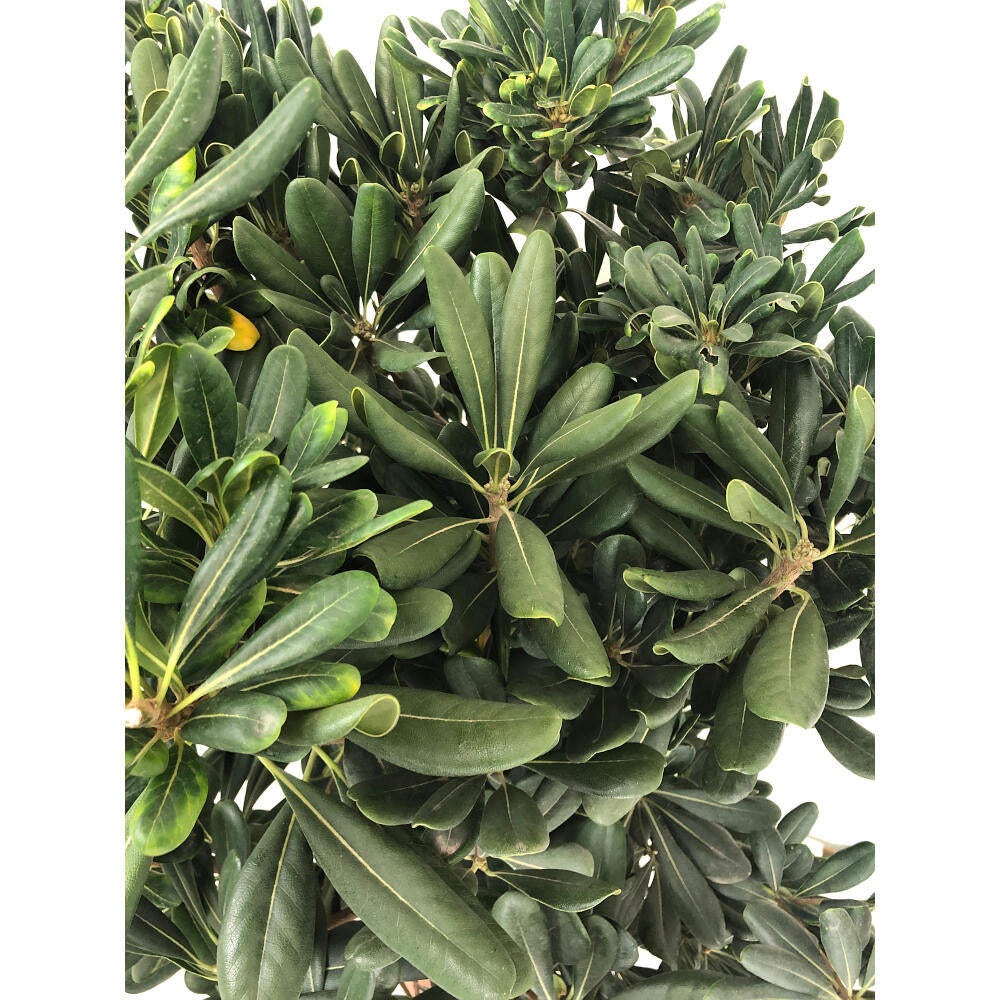 Pittosporum Tobira M24 60cm_1