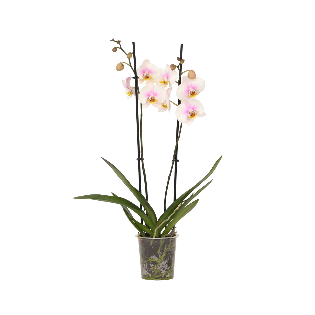 Orqídea Phalaenopsis - Phalaenopsis - Altura 50-60cm - ⌀12cm_0