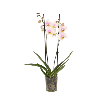 Orqídea Phalaenopsis - Phalaenopsis - Altura 50-60cm - ⌀12cm_0