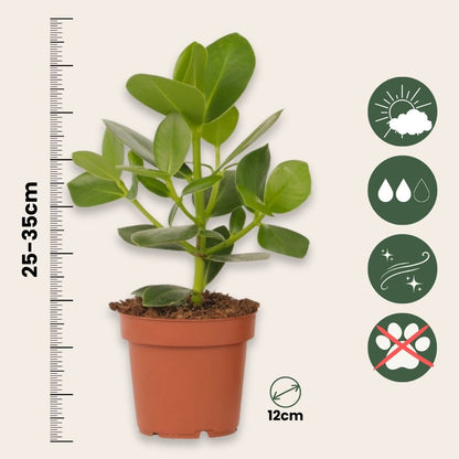 Copey Rosado - 4 Pzs - Clusia Rosea 'princess' - Altura 25-35cm - ⌀12cm_2