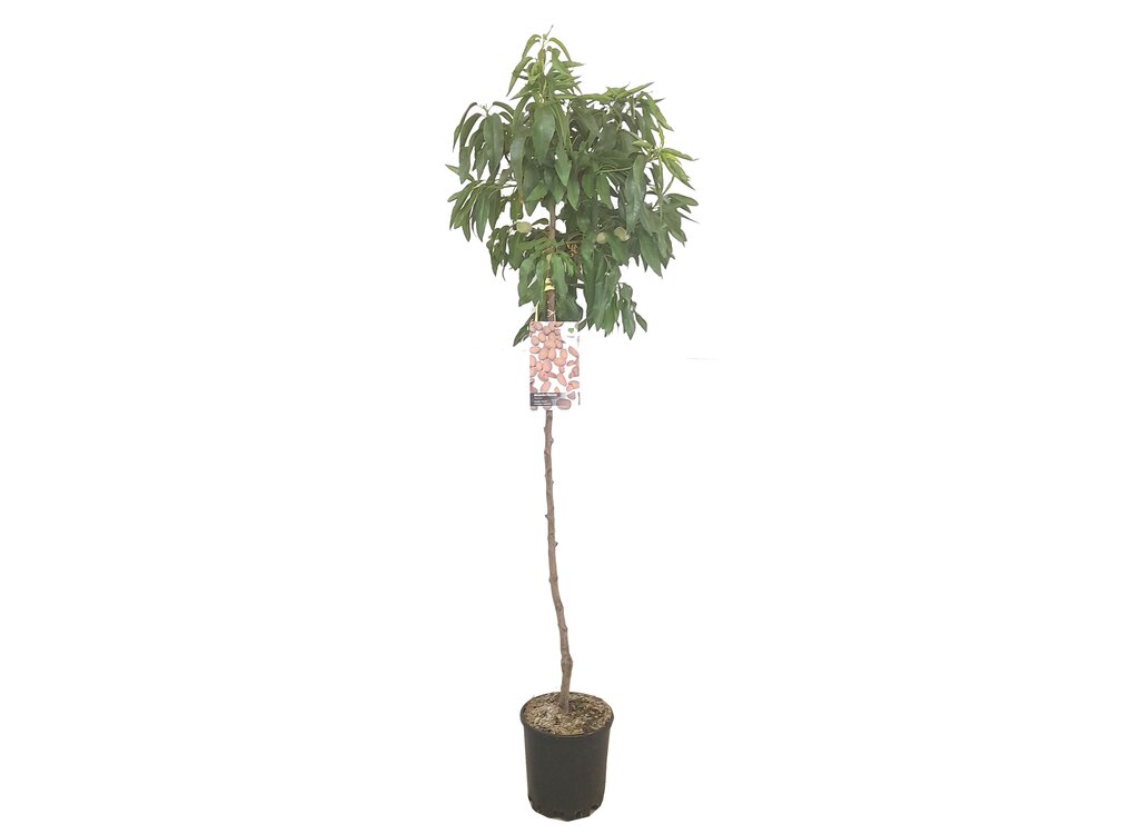 Almendro Marcona M22 160-180cm_1