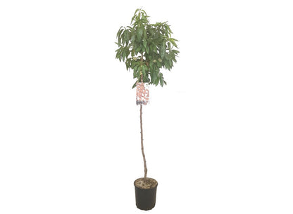 Almendro Marcona M22 160-180cm_1