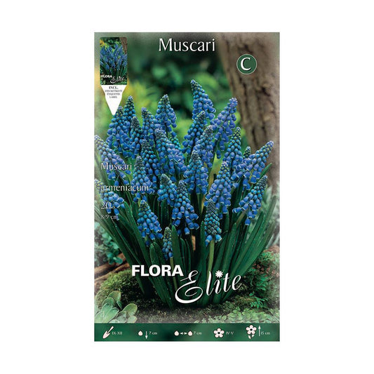 Bolbos Muscaris Blue Elite 15 unidades