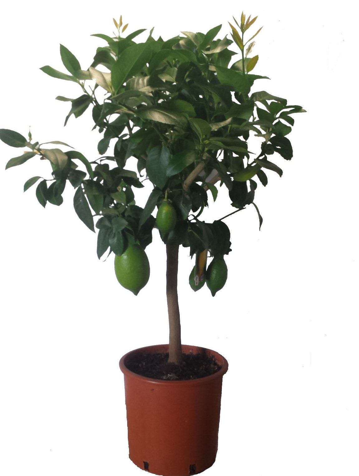 Limonero Enano - Altura Aprox. 80cm. - Planta Natural - Ideal Para Cultivo En Maceta_0