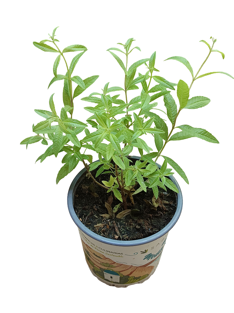 Planta Aromatica Hierba Luisa Ø13 -1 Und_0