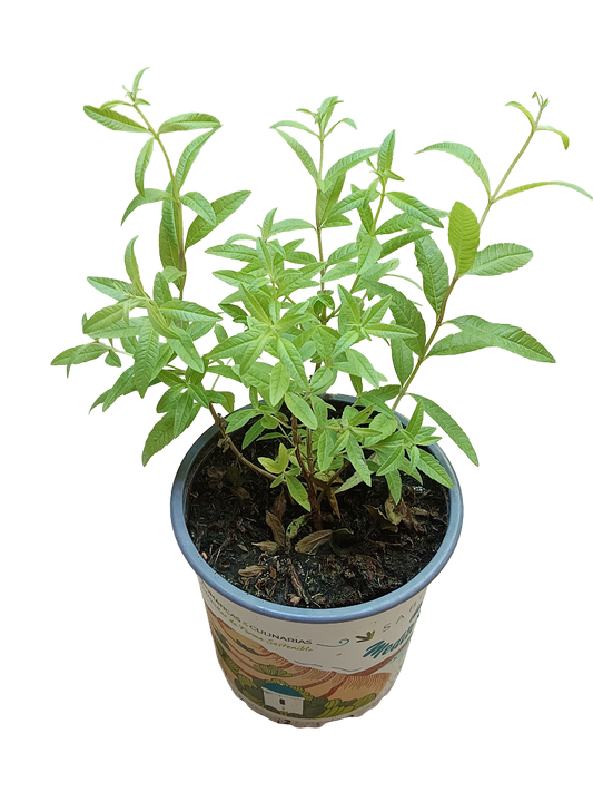 Planta Aromatica Hierba Luisa Ø13 -1 Und_0