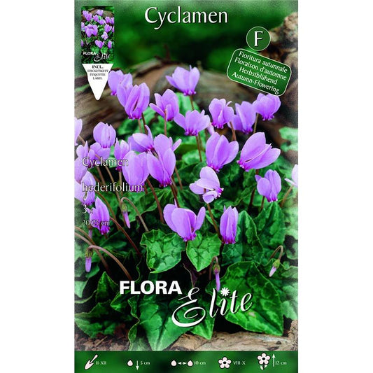 Bolbos Elite Cyclamen hederifolium 3 unidades