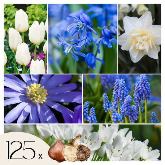 Jardín De Bulbos Nj Azul - 125 Pzs - Bulbos De Flores - Azul_0