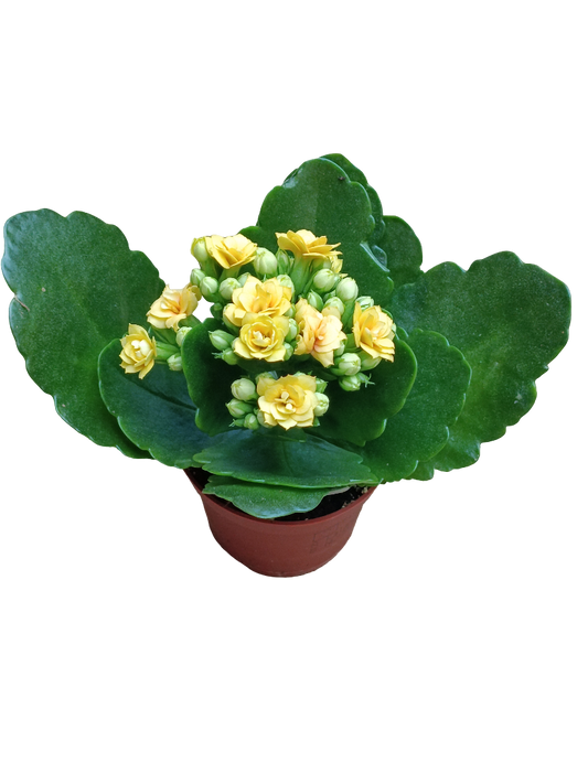 Mini Kalanchoe De Flor Amarilla Planta Suculenta Ø6_0