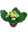 Mini Kalanchoe (planta Suculenta) Com Flor Amarela, Ø6 Cm