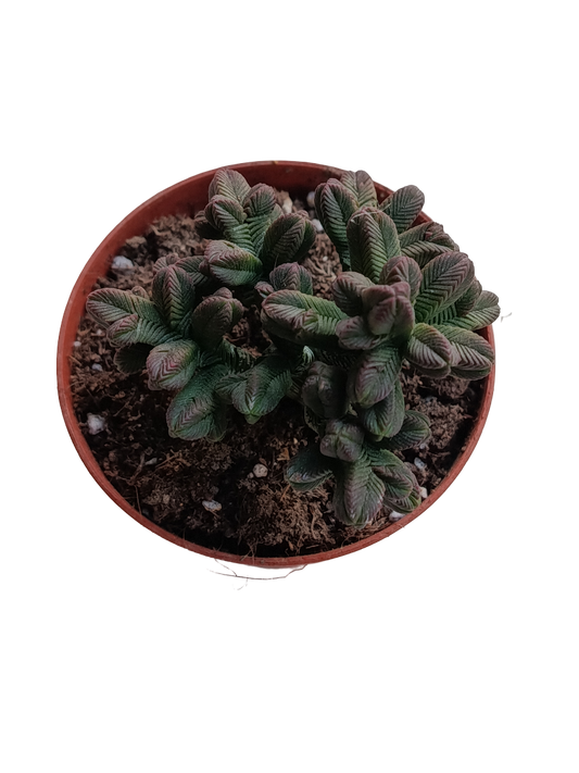 Crassula Piramidalis Planta Suculenta Ø8 Templo De Buda_0