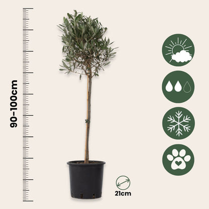 Olivo - Olea Europaea - Altura 90-100cm - ⌀21cm_2