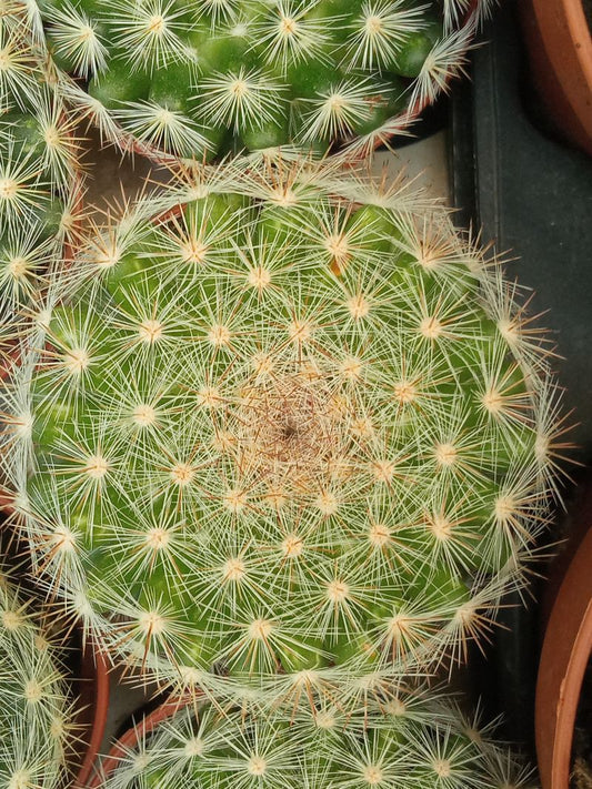 Suculentas Y Cactus Variedad #44 Planta Sin Id_0