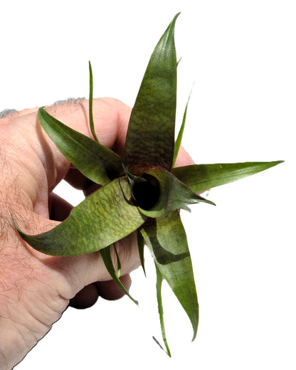 Vriesea 'Tropical Day' M; bromelia tropical; Curiosarium; altura 15 cm, diámetro 15 cm, sin sustrato_0