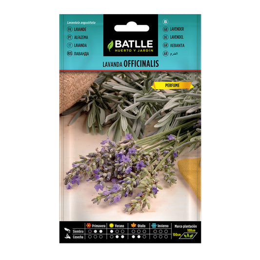 Sementes de Batalha de Lavanda Officinalis