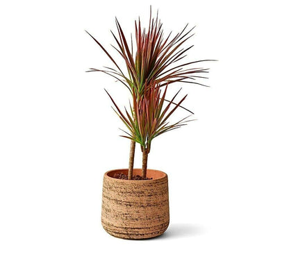 Teraplast Macetero De Plástico Reciclado Murgia 23cm_1