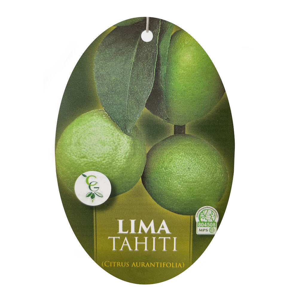 Lima De Tahiti Sin Pepita (limon Persa) M21 65cm_1