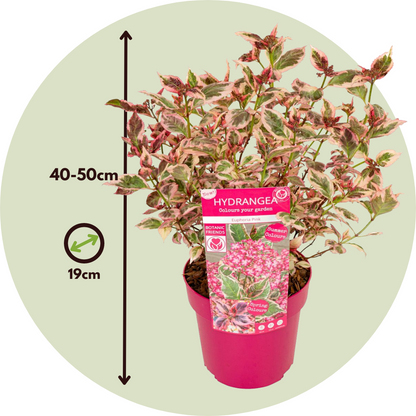 Hortensia - 2 Pzs - Hydrangea Serrata 'euphorbia Pink' - Altura 40-50cm - ⌀19cm_2