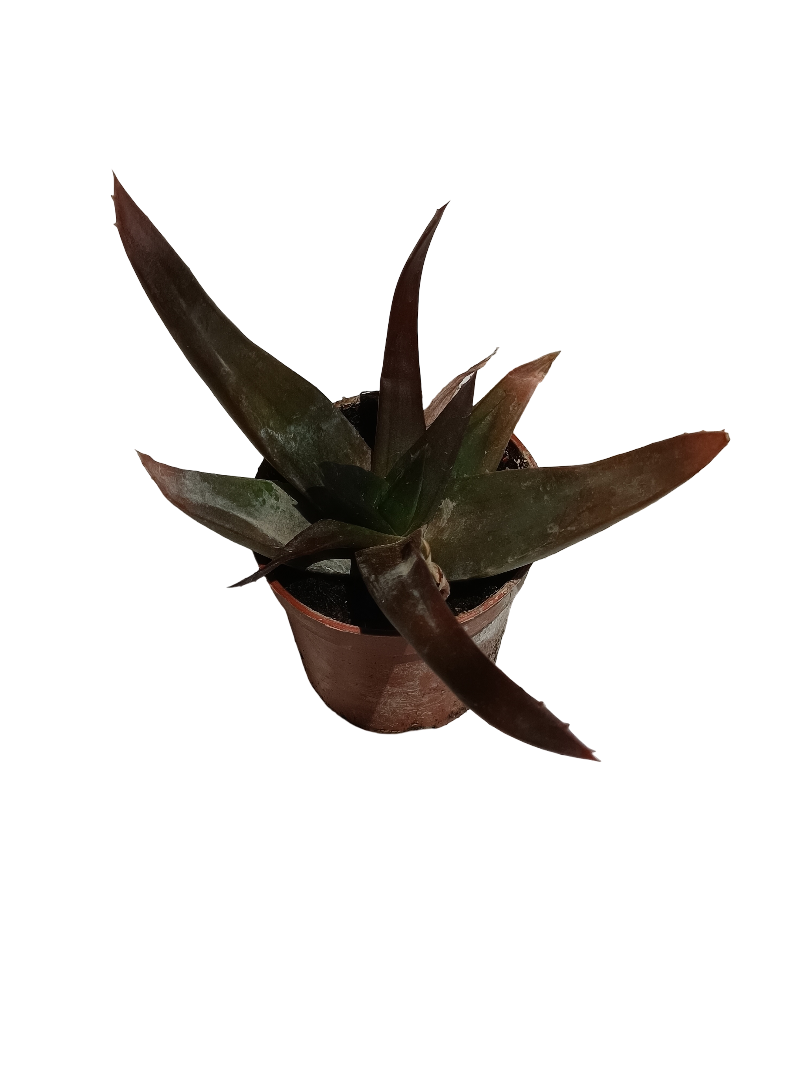 Aloe Black Gem Planta Suculenta De Interior Ø5_0