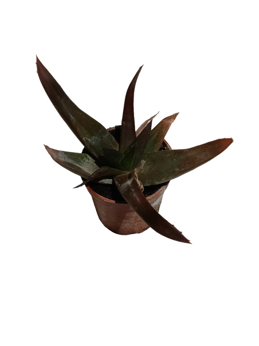 Aloe Black Gem Planta Suculenta De Interior Ø5_0