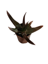 Aloe Black Gem Indoor Succulent Plant Ø5