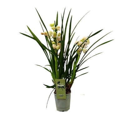 Cymbidium Variado 4 Tallos M12_0