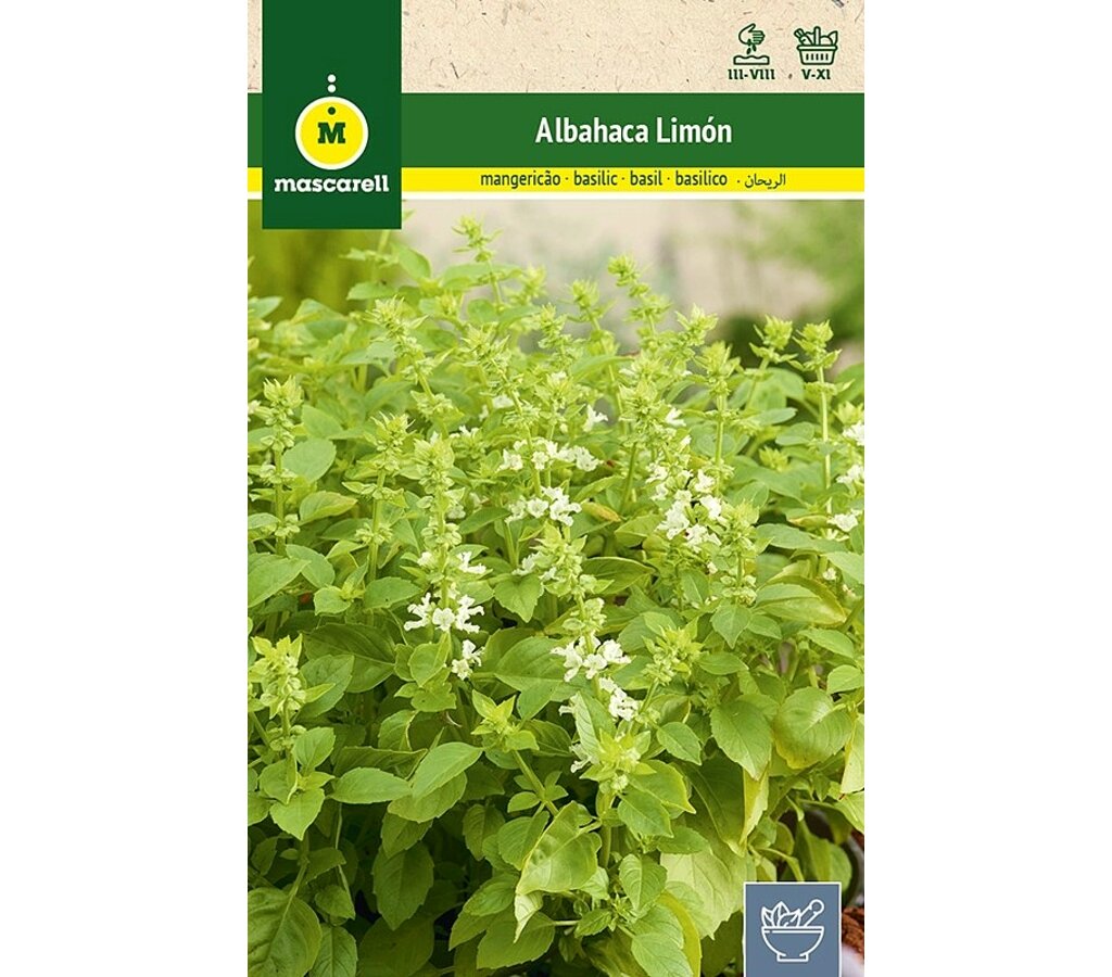 Semillas Albahaca Limón_0