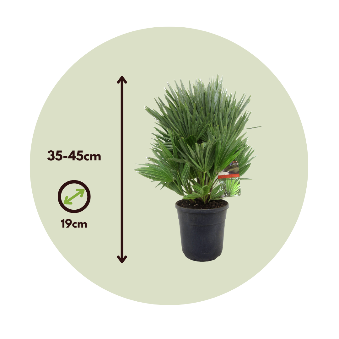 Palmito - Margallo - Chamaerops 'vulcano' - Altura 35-45cm - ⌀19cm_2