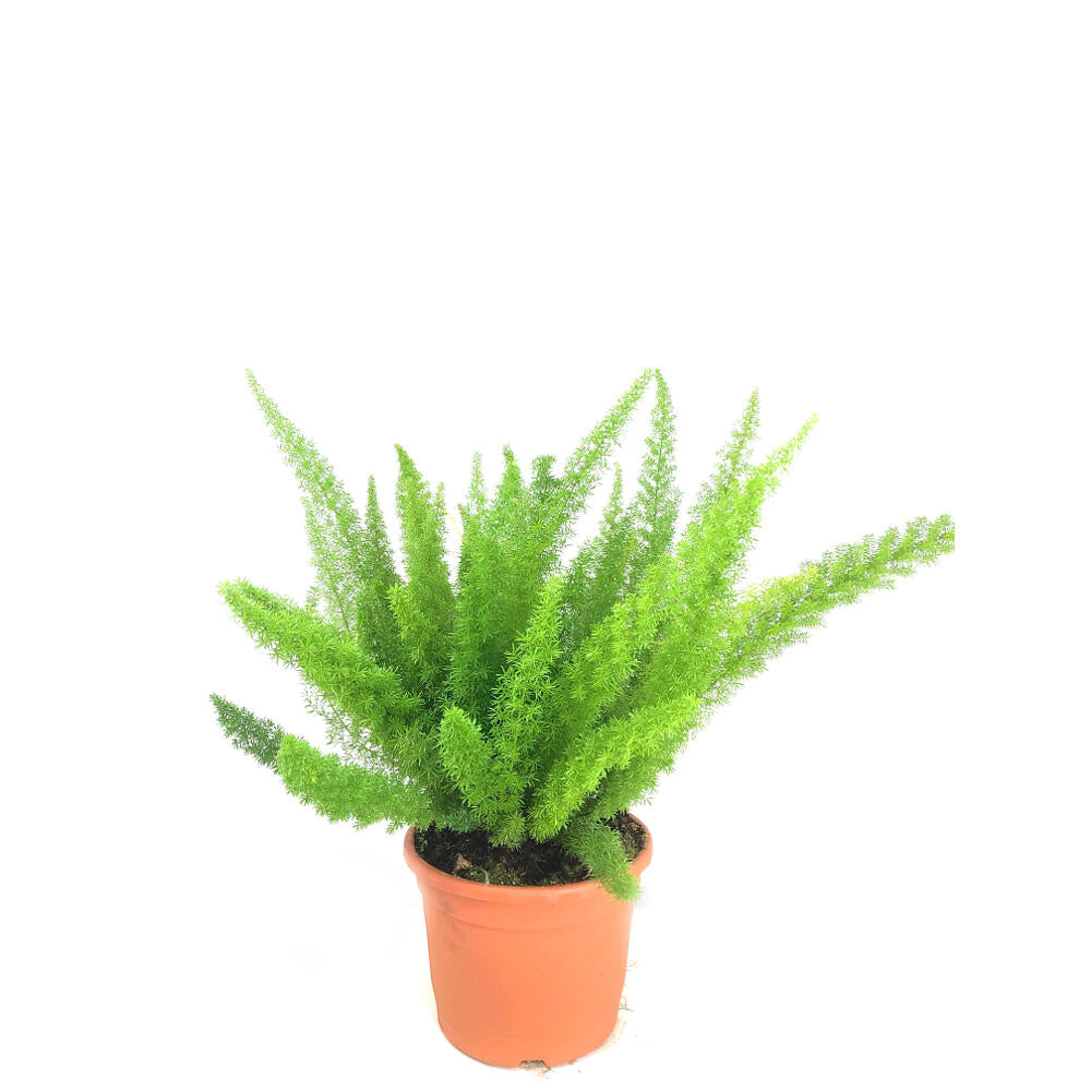 Asparragus Meyeri M25 60cm (esparraguera Cola De Zorro)_0
